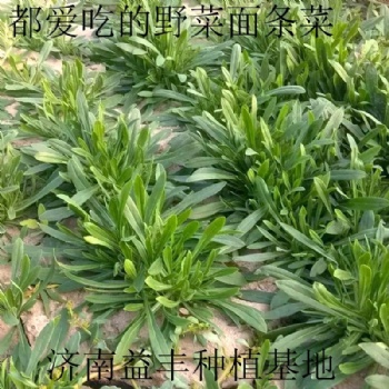 野菜种子倍受城乡居民的欢迎野菜品种 面条菜种子