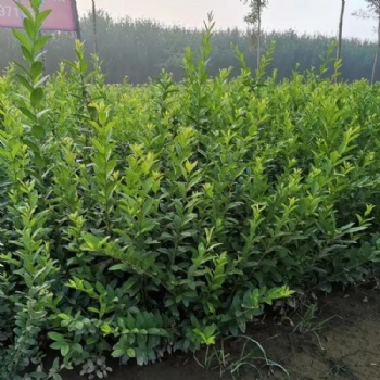 唐山卫矛 遵化卫矛 唐山水蜡 遵化水蜡 唐山大叶黄杨