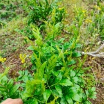 有用的来凤藤茶咨询，不看后悔