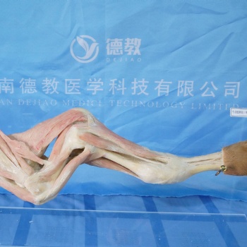 河南德教生物标本切片模型厂动物解剖标本实验标本畜牧兽医专业教学用标本