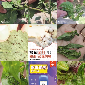 新疆棉蚜、花椒蚜虫、桃呀、西瓜蚜虫，各类蚜虫都可打